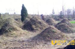 僵尸重生之后寻找千年古墓活女尸当新娘_灵异鬼话_玛丽人