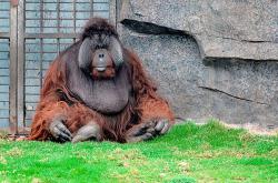 人类行为，究竟是遗传还是养成——红毛猩猩