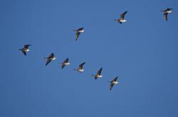 鸟类迁徙为什么不会迷路