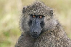  人类语言如何而来，又和狒狒叫声有什么关系