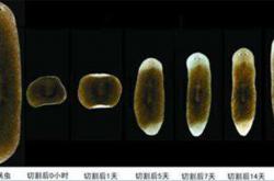 器官再生由什么基因控制