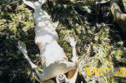 水猴子抓走农村小孩 二十年后小孩竟死而复生太可怕_灵异鬼话玛丽人