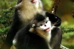 金丝猴和猕猴哪个凶，猕猴为何会害怕金丝猴？ -宇宙探索发现