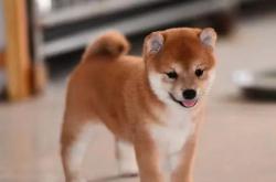 柴犬价格多少钱一只，最低的价格在两千元左右 -宇宙探索发现