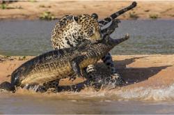 鳄鱼最怕的动物是什么，美洲豹/老虎/狮群/河马/亚马逊森蚺/鲸头鹳 -百科