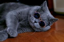 蓝猫多少钱一只，最便宜的500元（蓝猫为什么受欢迎呢） -百科