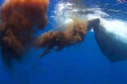 世界上最大的屎，重达两吨(蓝鲸拉的) -百科