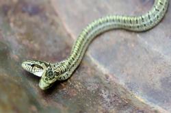 双头蛇值钱吗，一条仅30-50元 -百科