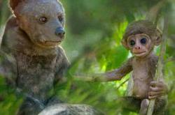 荒野间谍第二季MP4格式