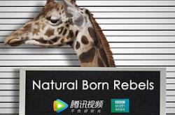 你这个坏怂MP4格式