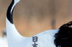 狂野日本MP4格式