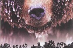 野性加拿大第一季MP4格式