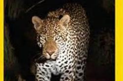 夜行追踪MP4格式