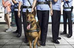 警犬来啦MP4格式