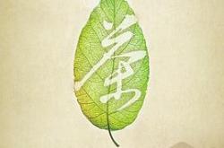 茶，一片树叶的故事MP4格式