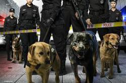 警花与警犬MP4格式