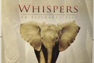 小象的故事2000英语