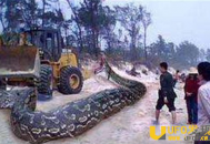 古墓挖出千年大蛇僵尸 大蛇僵尸竟是古代护墓神兽_灵异鬼话