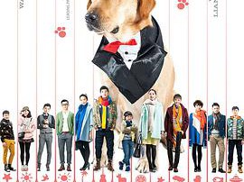 神犬小七第一季MP4格式