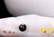 六旬老太产下一条白蛇:惊动全村人_灵异鬼话