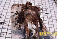 1995年成都僵尸事件大揭秘 僵尸疯狂咬人被火烧？_灵异鬼话_UFO发现网