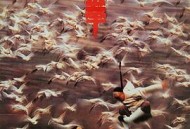 功夫小子闯情关