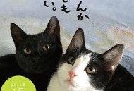 为什么猫都叫不来