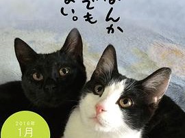 为什么猫都叫不来