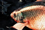 一条没有变成蓝色的鱼