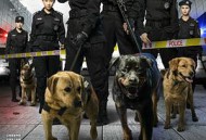 警花与警犬MP4格式