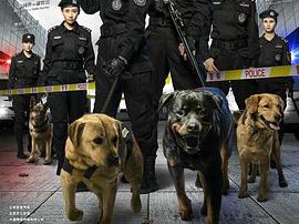 警花与警犬MP4格式