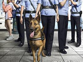 警犬来啦MP4格式