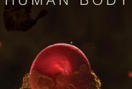 人体奥秘