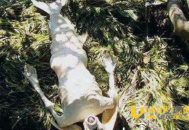 水猴子抓走农村小孩 二十年后小孩竟死而复生太可怕_灵异鬼话