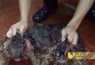 水猴子极有可能真实存在！ 探秘水猴子害人的灵异事件_灵异鬼话_UFO发现网