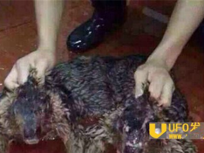 水猴子极有可能真实存在！ 探秘水猴子害人的灵异事件_灵异鬼话