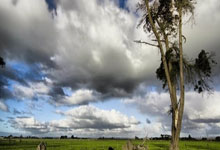 早期地球RNA自我复制过程重现