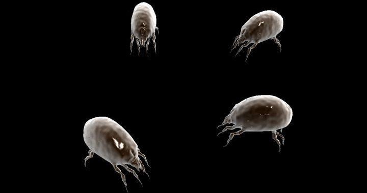 女孩睡觉半夜憋醒以为是中邪 医生回复:羽绒被螨虫作祟