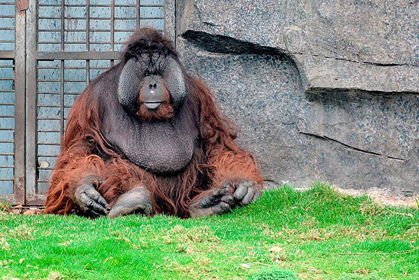 人类行为，究竟是遗传还是养成——红毛猩猩