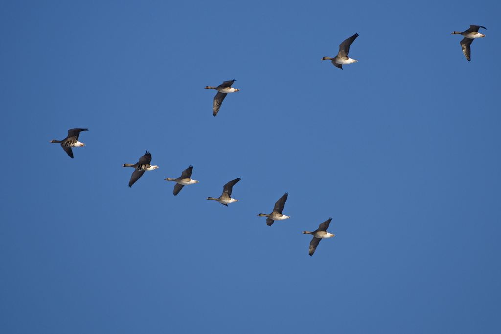 鸟类迁徙为什么不会迷路