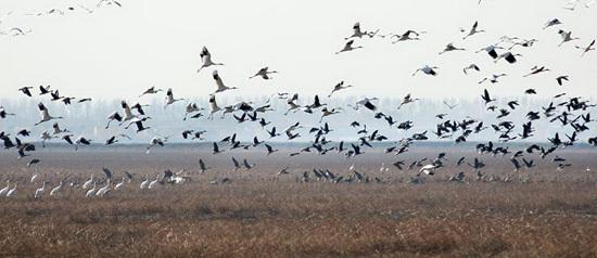 鸟类迁徙为什么不会迷路