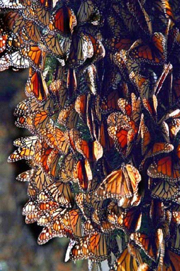 “蝴蝶树”之谜