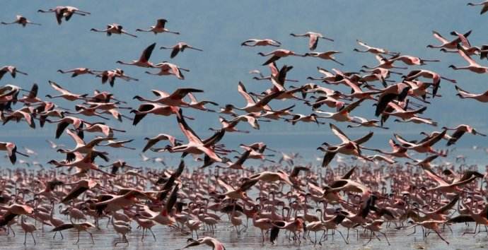 鸟类迁徙为什么不会迷路