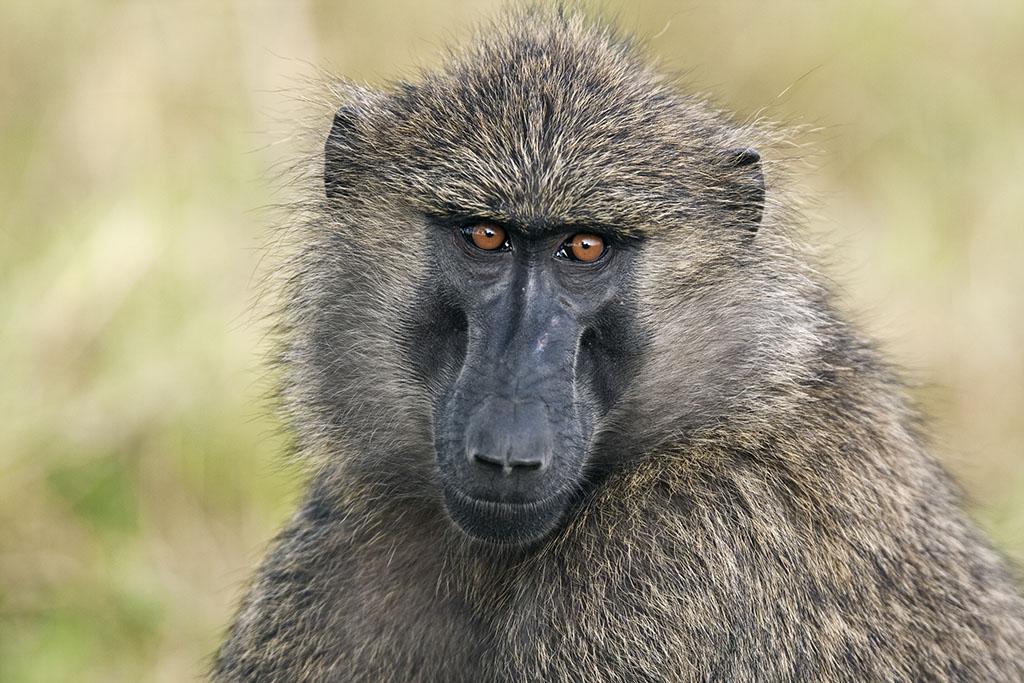  人类语言如何而来，又和狒狒叫声有什么关系