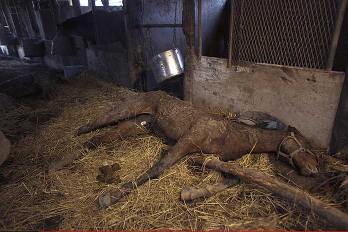 在人类消失之后的一万年里，地球到底会是什么样的呢？