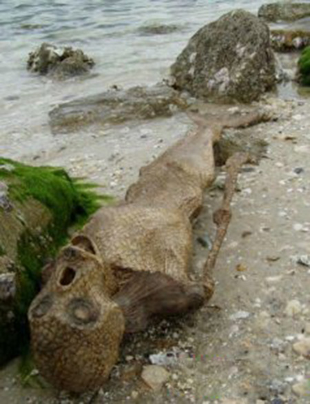 美人鱼是否存在？