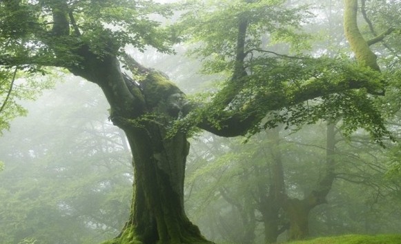 在人类消失之后的一万年里，地球到底会是什么样的呢？