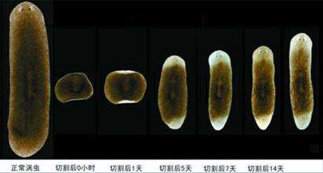 器官再生由什么基因控制