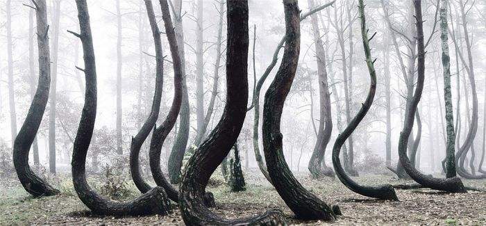 几十年之间长成的奇怪松树