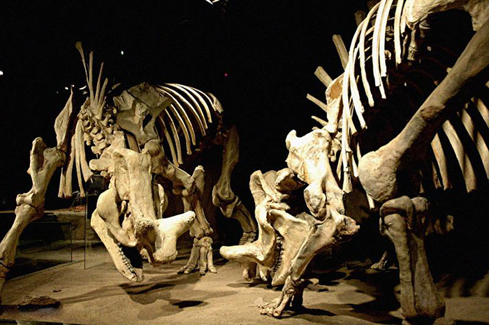 导致恐龙灭绝的罪魁竟是石油导致的温度下降和全球干旱